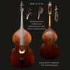 Bass – Andreas